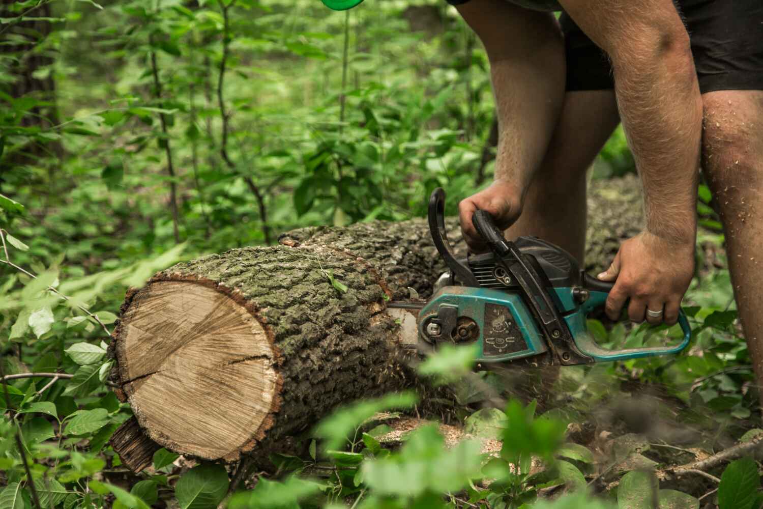 Professional Tree Service in Perham, MN